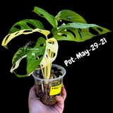 Variegated Monstera Adansonii Albo Plant - Rare Swiss Cheese EXACT Same Plant - US Seller