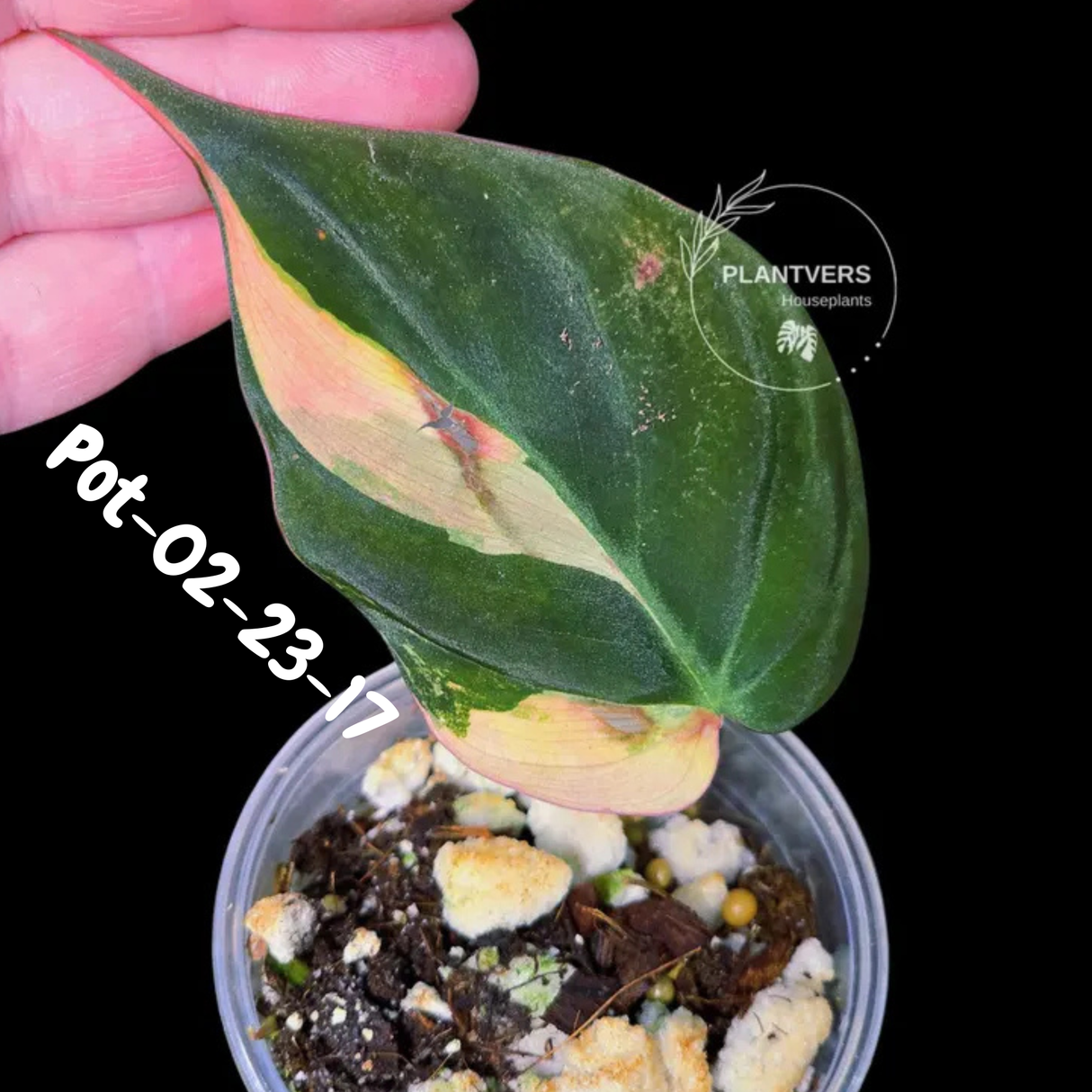 Variegated Philodendron Mican Aurea - Rare Collector Plant - EXACT Plant - US SELLER
