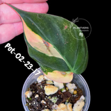 Variegated Philodendron Mican Aurea - Rare Collector Plant - EXACT Plant - US SELLER