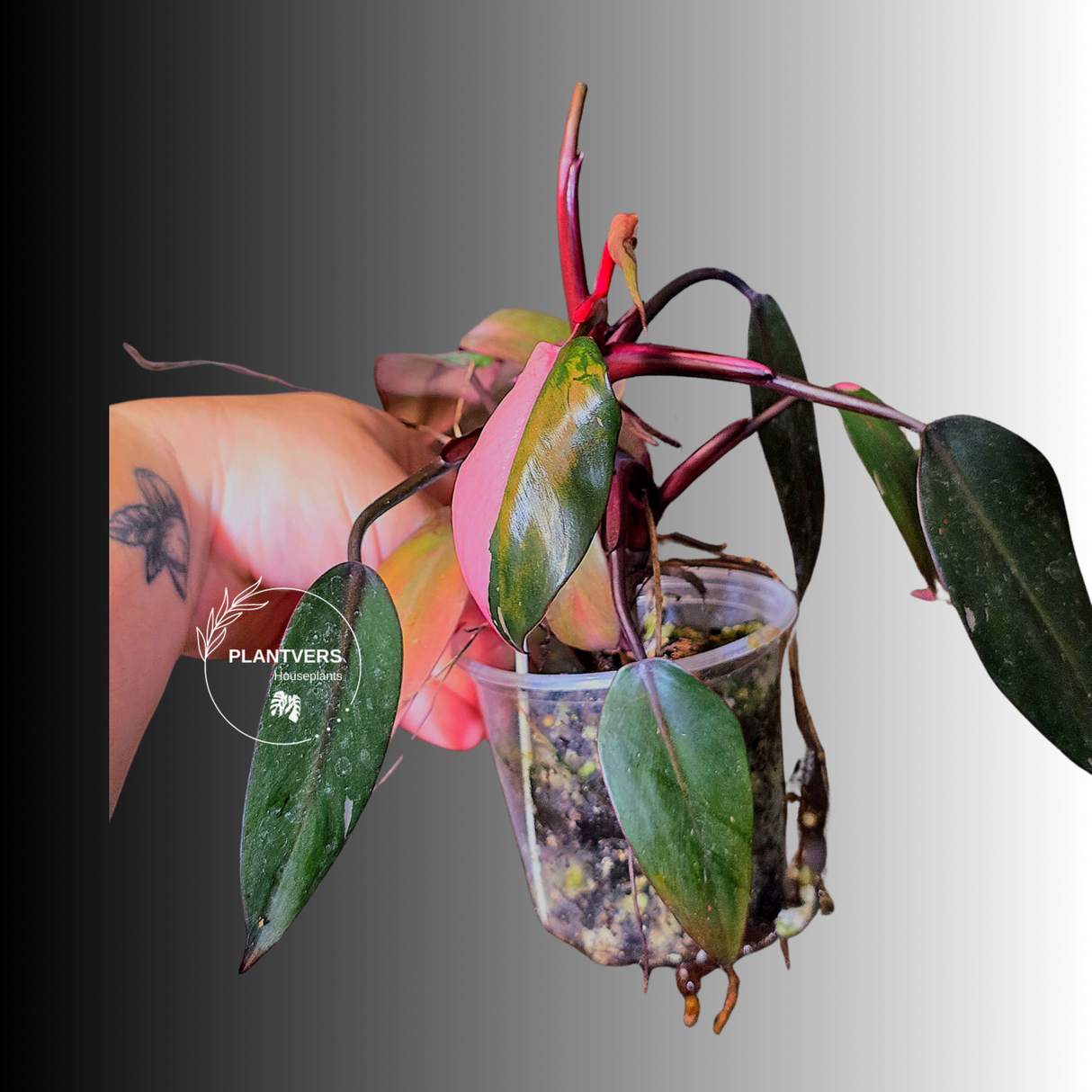 Variegated Philodendron White Princess Tricolor - Exact Plant - (6-5-28)