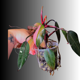 Variegated Philodendron White Princess Tricolor - Exact Plant - (6-5-28)