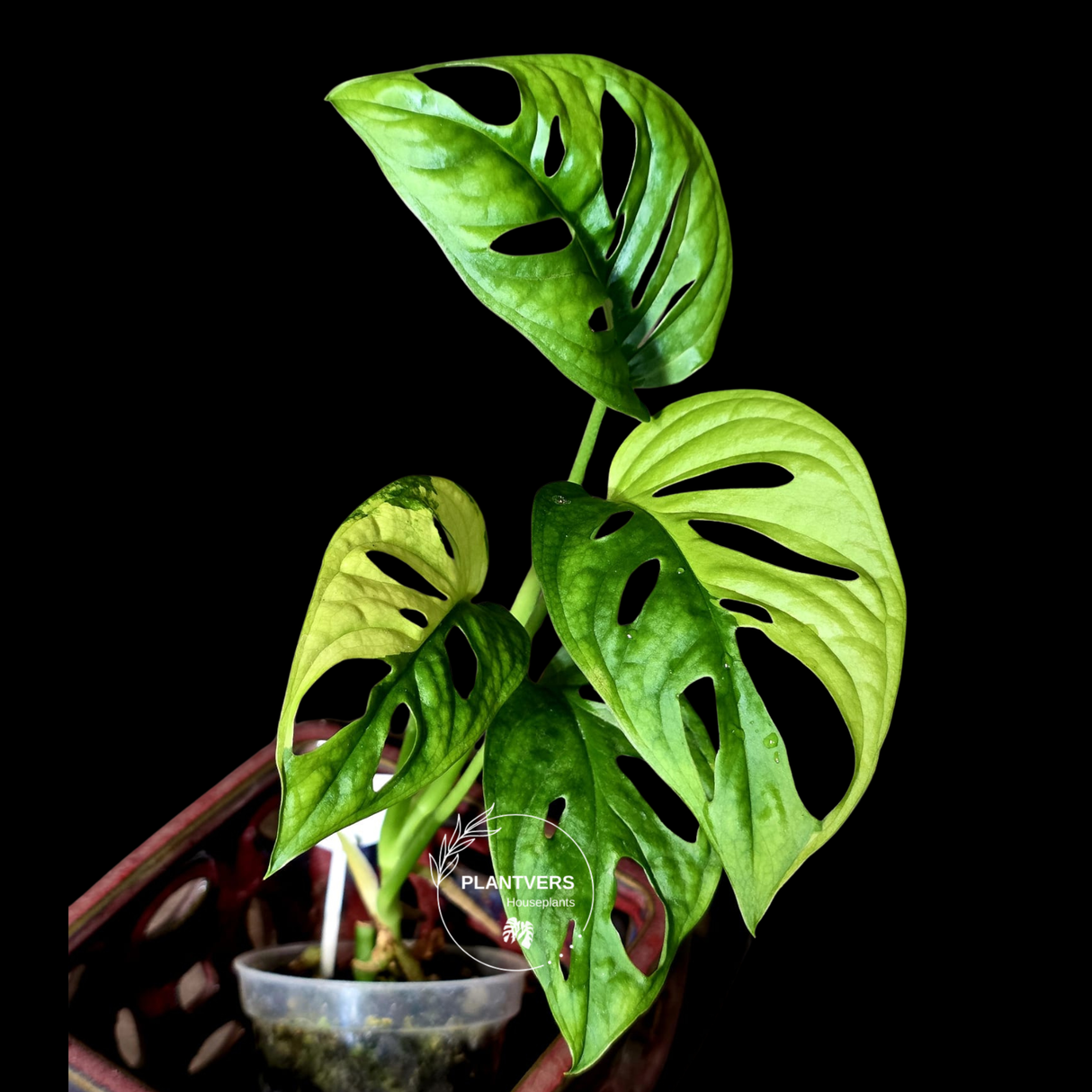 Variegated Monstera Adansonii Albo - Swiss Cheese Plant - (6-5-18)