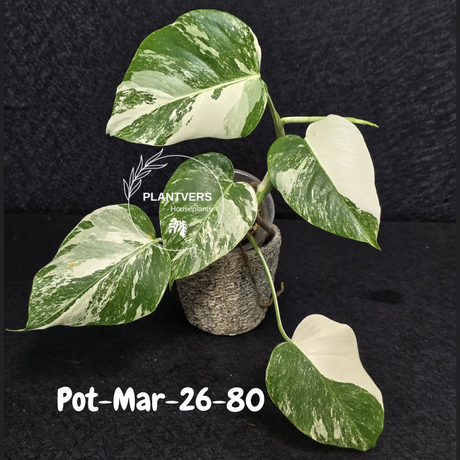 Monstera Albo - Rare Variegated Monstera Borsigiana Albo - Large Form - Monstera Albo Mature Plant - EXACT Same Plant - US Seller