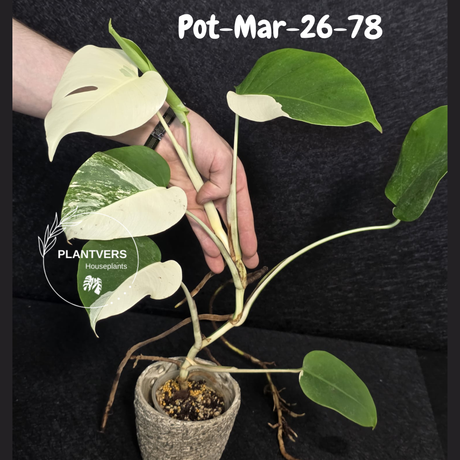 Monstera Albo - Rare Variegated Monstera Borsigiana Albo - Large Form - Monstera Albo Mature Plant - EXACT Same Plant - US Seller