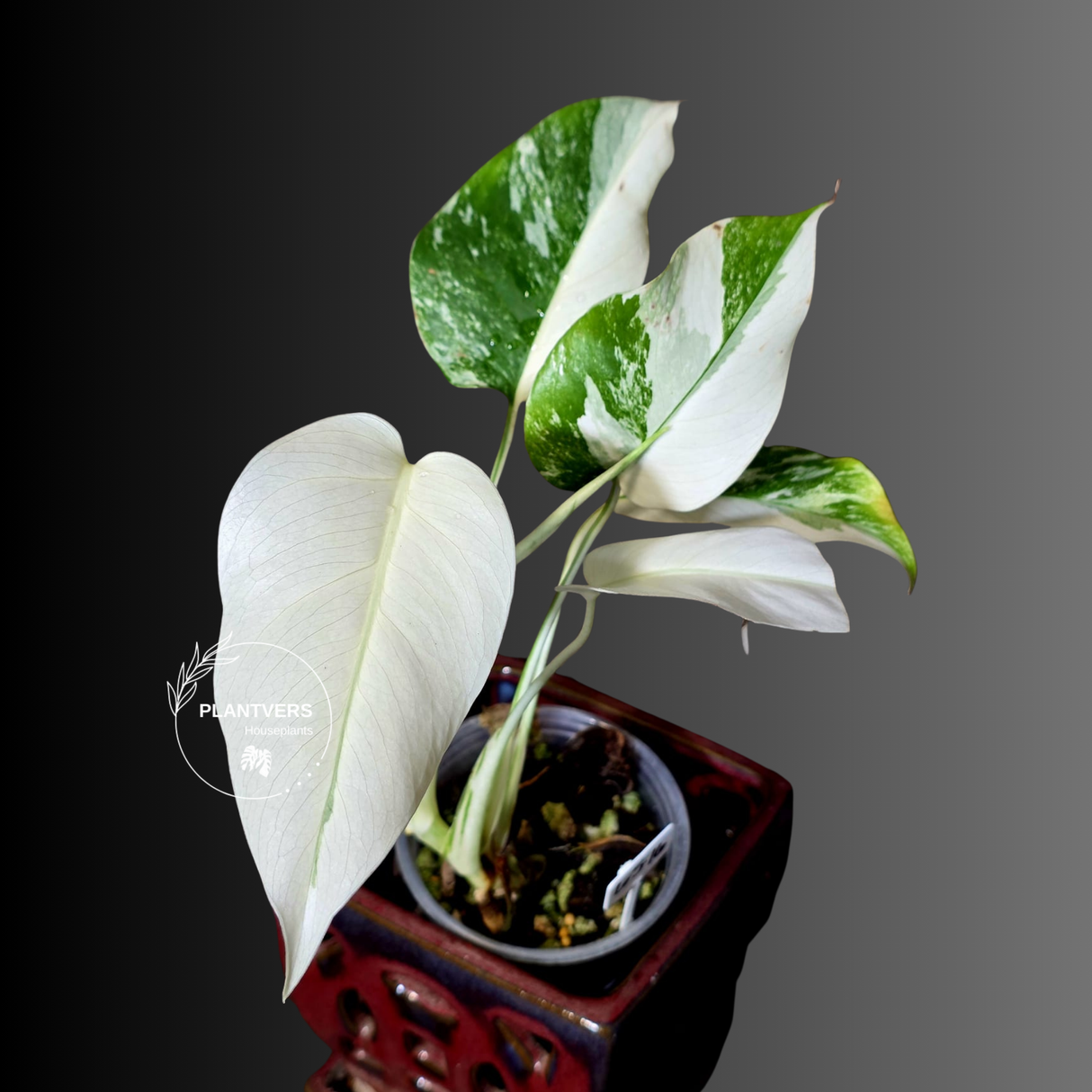 Variegated Monstera Albo - Rare White Monstera Borsigiana (6-5-16)