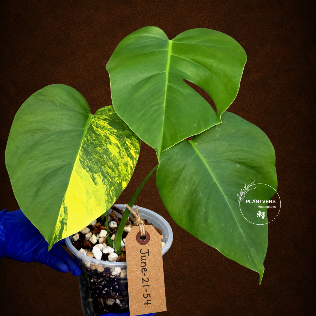 Monstera Aurea Variegated Borsigiana - Monstera Marmota - (June-21-54)