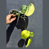 Scindapsus Jade Satin Variegated - Yellow Variegation - (June-22-18)