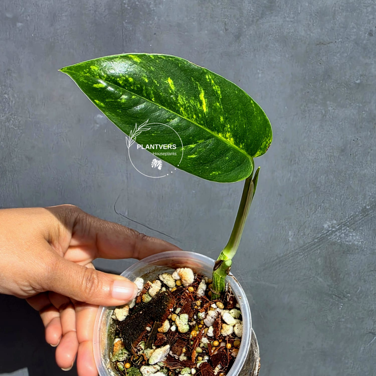 Variegated Golden Flame Epipremnum Pinnatum - Exact Plant - (June-22-14)