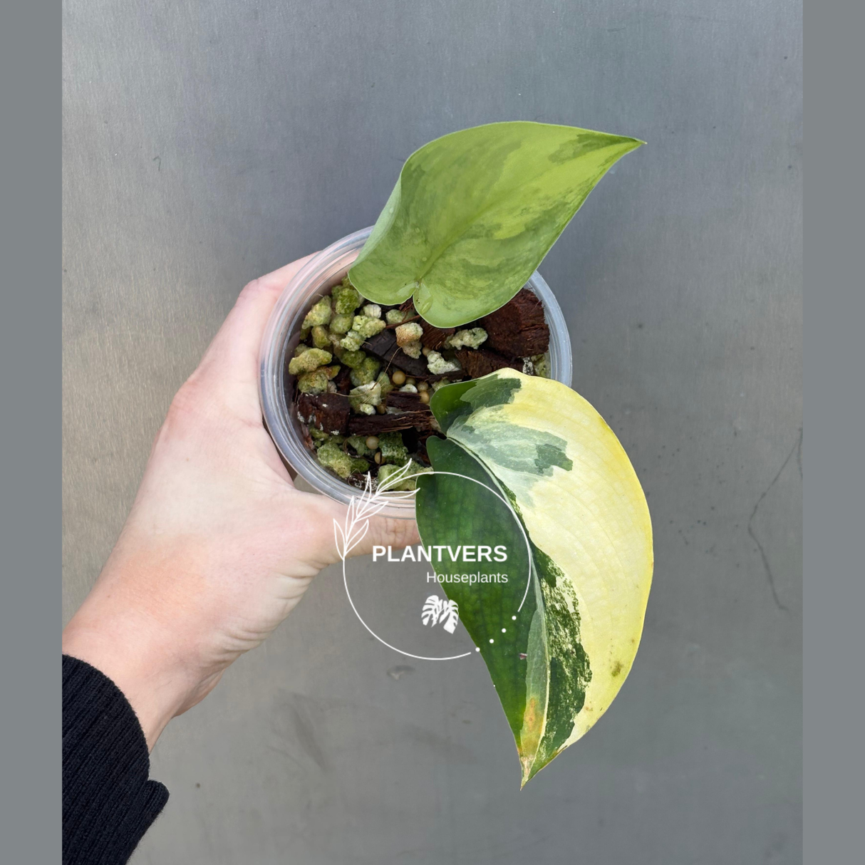 Scindapsus Jade Satin Variegated Plant in a Nursery Pot - Rare Collector Plant - EXACT Plant - US Seller