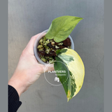 Scindapsus Jade Satin Variegated Plant in a Nursery Pot - Rare Collector Plant - EXACT Plant - US Seller