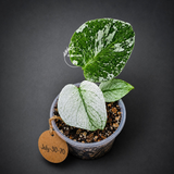 Variegated Monstera Deliciosa Mint - Rare Mint Monstera - (July-30-70)