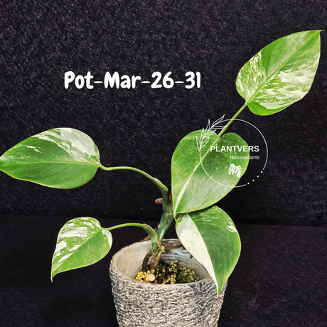 Monstera Albo - Rare Variegated Monstera Borsigiana Albo - Large Form - Monstera Albo Mature Plant - EXACT Same Plant - US Seller