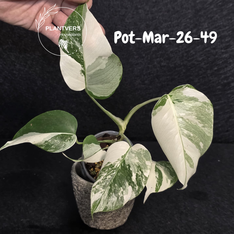 Monstera Albo - Rare Variegated Monstera Borsigiana Albo - Large Form - Monstera Albo Mature Plant - EXACT Same Plant - US Seller