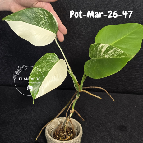 Monstera Albo - Rare Variegated Monstera Borsigiana Albo - Large Form - Monstera Albo Mature Plant - EXACT Same Plant - US Seller