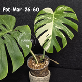 Mature Monstera Albo Variegata – Large Established White Monstera | Exact Plant Listing