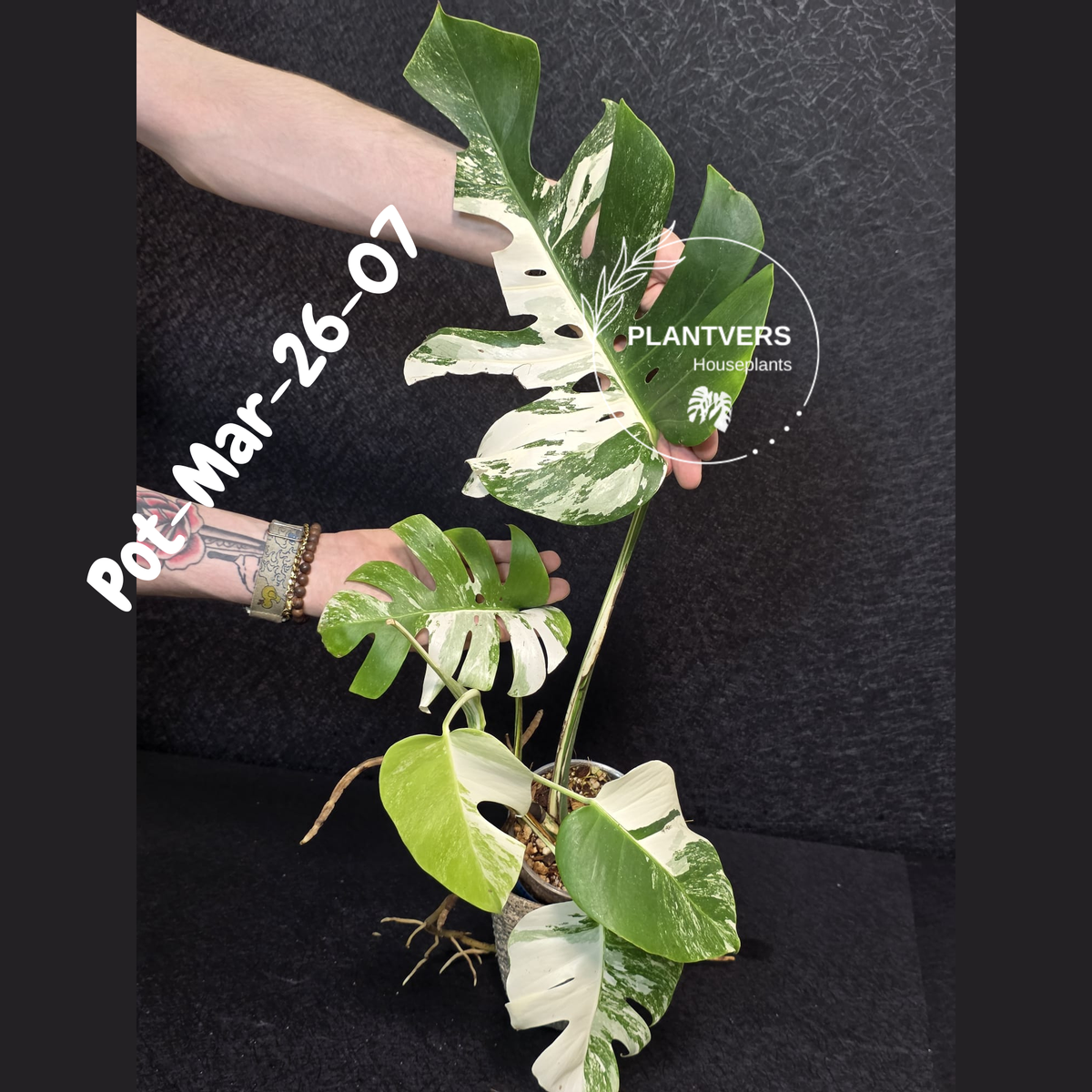 Monstera Albo - Rare Variegated Monstera Borsigiana Albo - Large Form ...