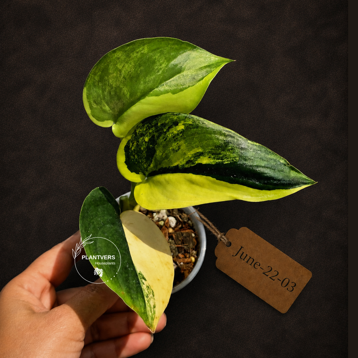 Scindapsus Jade Satin Variegated - Yellow Variegation - (June-22-03)