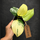 Variegated Scindapsus Jade Satin Aurea Live Plant - Collector Houseplant, Creamy White Marbling