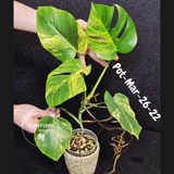 Variegated Monstera Aurea Live Plant - Rare Yellow Variegated Monstera Borsigiana - Collector Grade Houseplant - US Seller