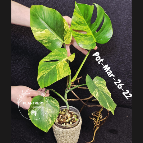 Variegated Monstera Aurea Live Plant - Rare Yellow Variegated Monstera Borsigiana - Collector Grade Houseplant - US Seller