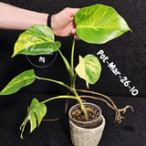 Variegated Monstera Aurea Live Plant - Rare Yellow Variegated Monstera Borsigiana - Collector Grade Houseplant - US Seller