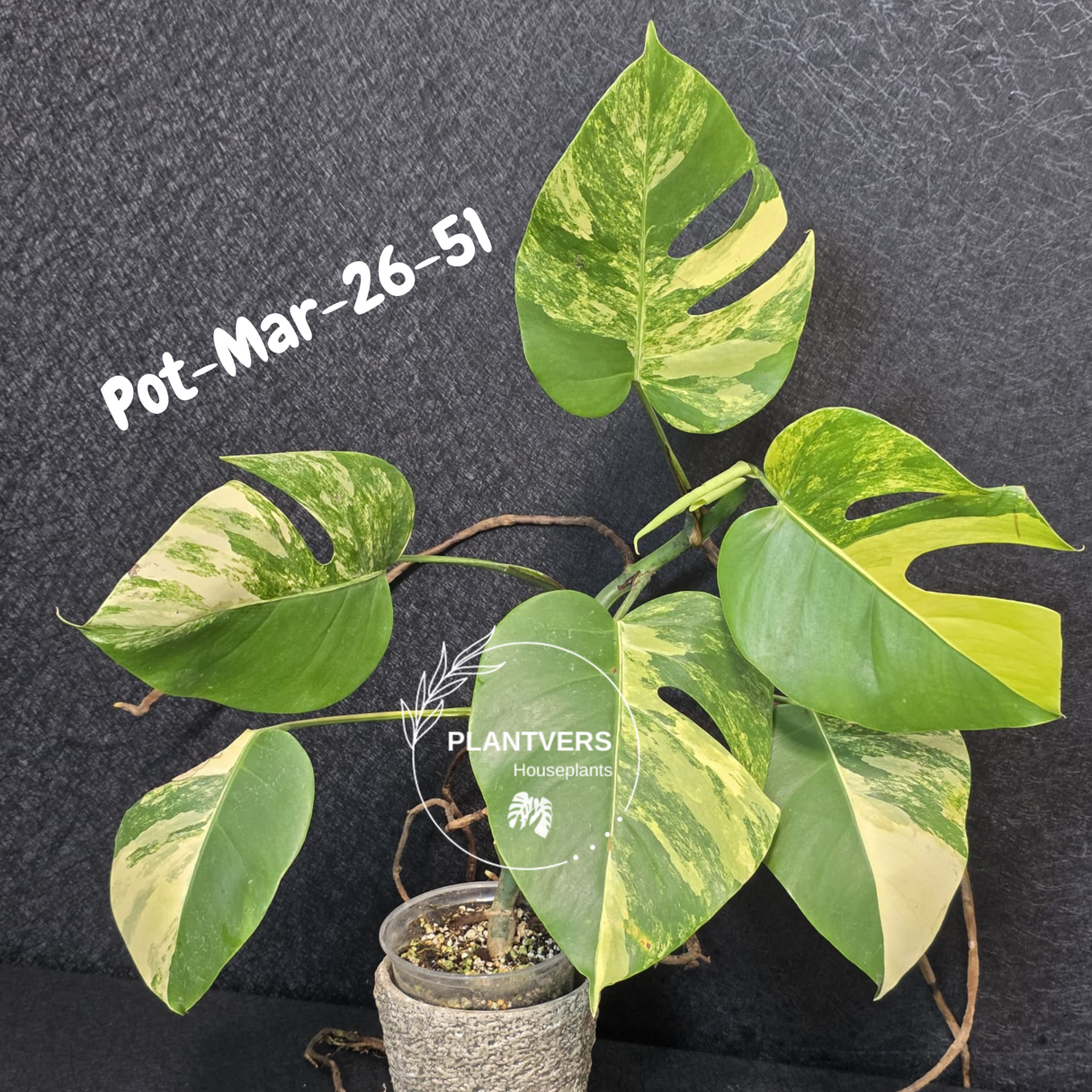 Variegated Monstera Aurea Live Plant - Rare Yellow Variegated Monstera Borsigiana - Collector Grade Houseplant - US Seller