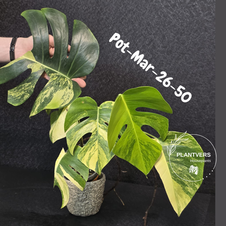Variegated Monstera Aurea Live Plant - Rare Yellow Variegated Monstera Borsigiana - Collector Grade Houseplant - US Seller