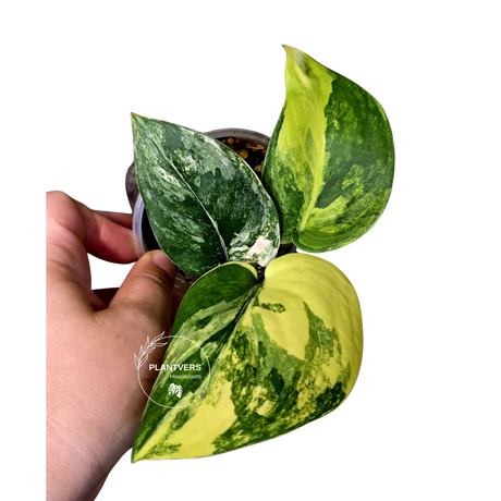 Scindapsus Jade Satin Variegated - Rare EXACT Plant - (June-09-26)