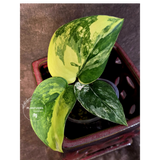 Scindapsus Jade Satin Variegated - Rare EXACT Plant - (June-09-26)