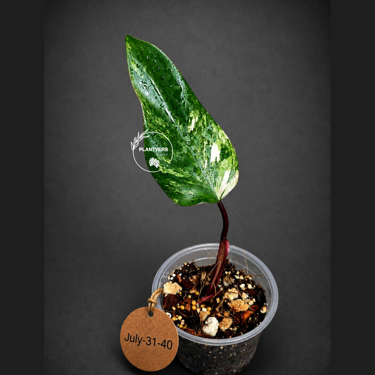 Philodendron Strawberry Shake High Variegated Live Plant - EXACT Same Plant - US Seller