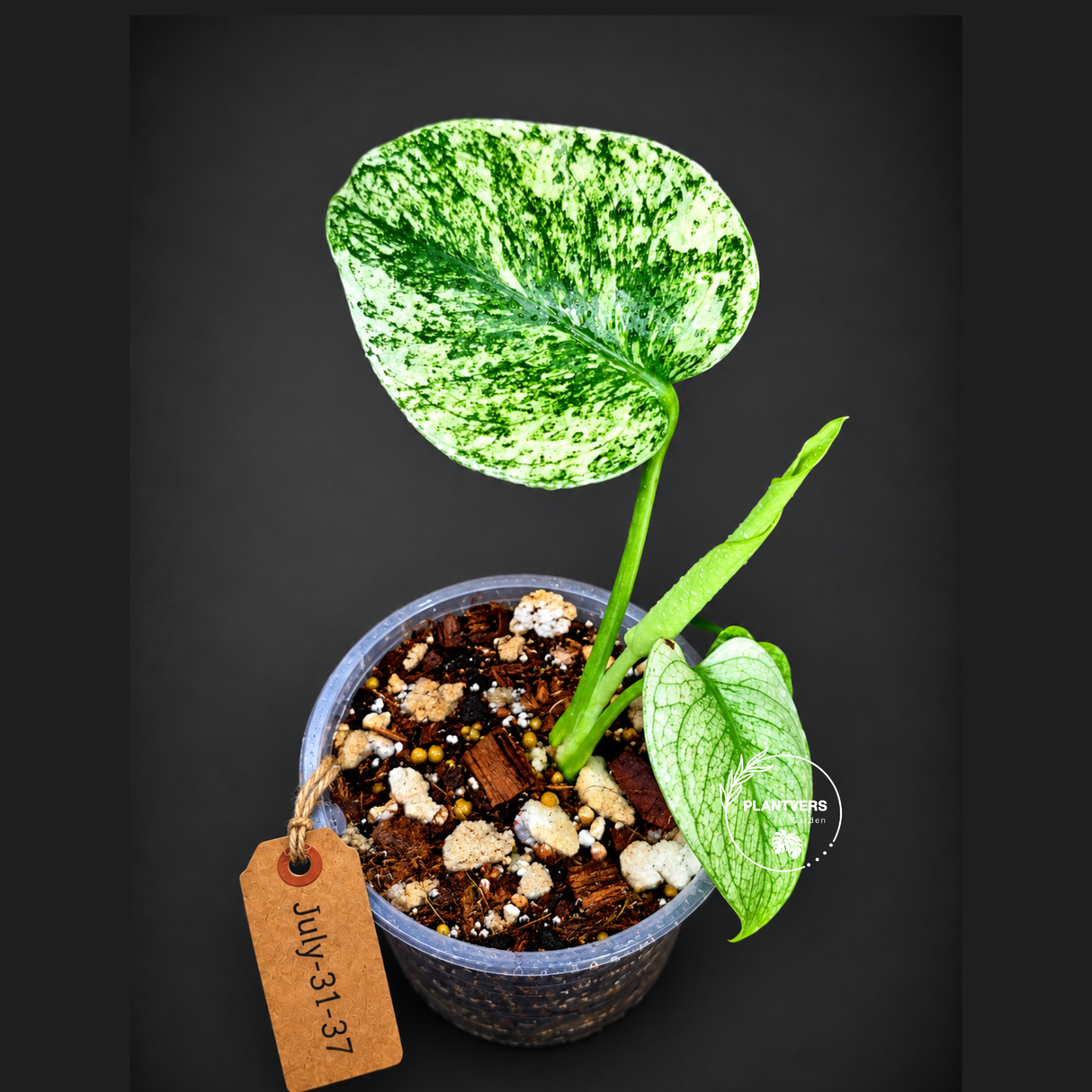 Monstera Deliciosa White Monster - Rare Monstera Beauty - (July-31-37)