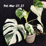 Mature Monstera Albo Variegata – Large Established White Monstera | Exact Plant Listing