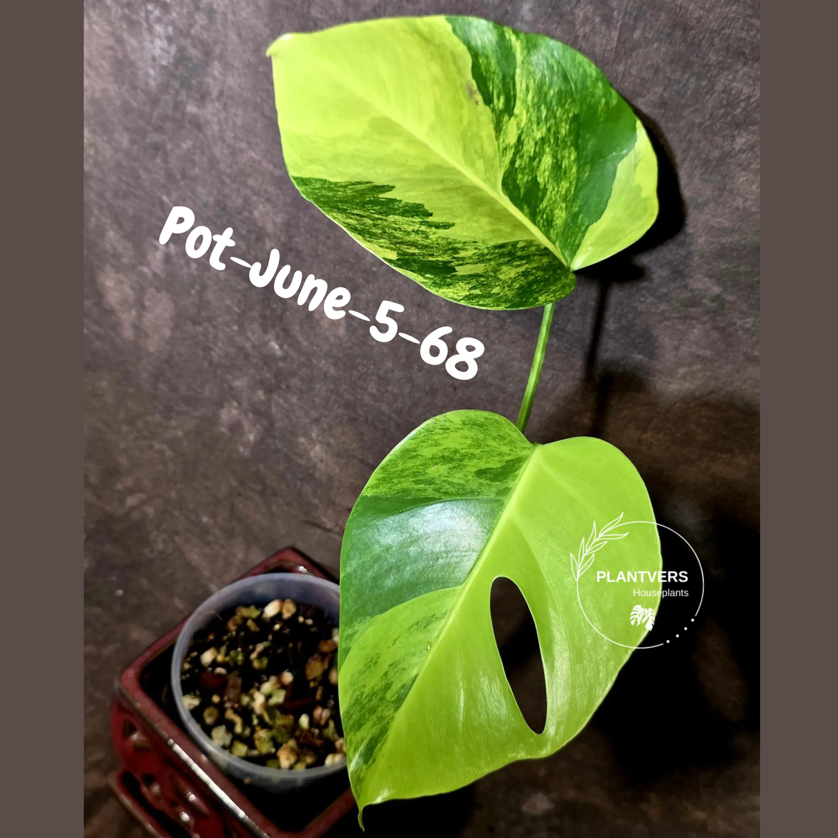 Variegated Monstera Aurea Live Plant - Rare Yellow Variegated Monstera Borsigiana - Collector Grade Houseplant - US Seller