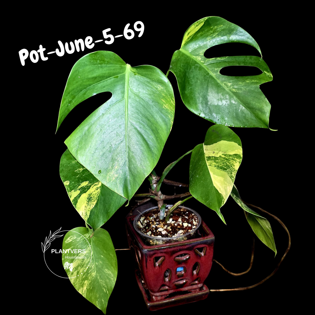 Variegated Monstera Aurea Live Plant - Rare Yellow Variegated Monstera Borsigiana - Collector Grade Houseplant - US Seller