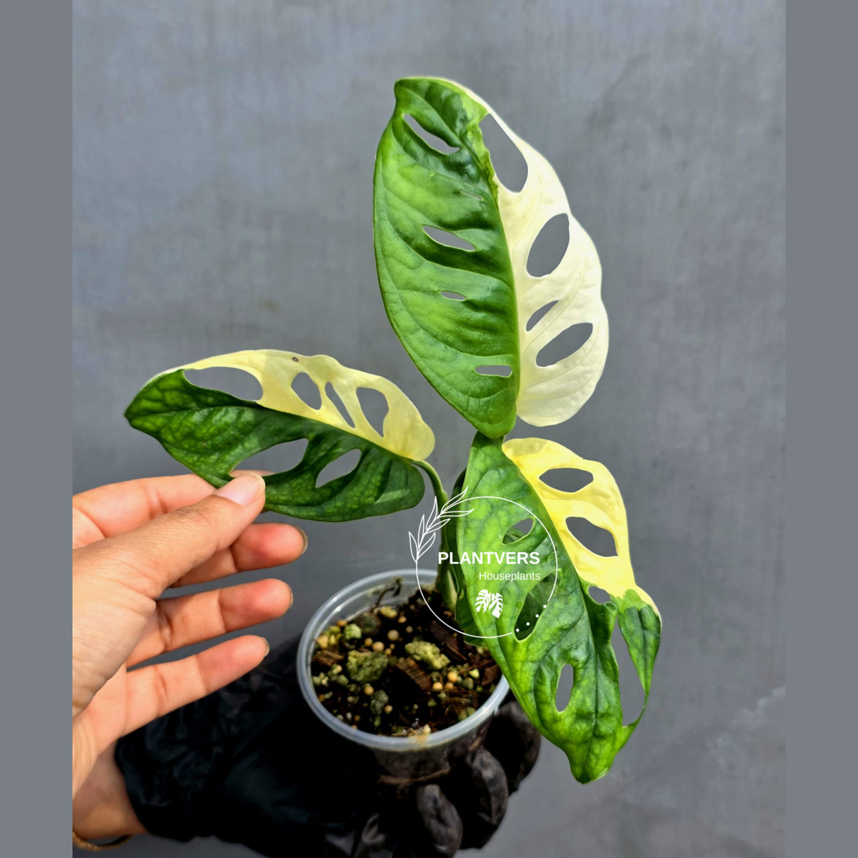 Variegated Monstera Adansonii Albo - Half-moon Rare Exact Plant - (May-17-84)