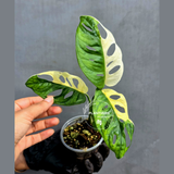 Variegated Monstera Adansonii Albo - Half-moon Rare Exact Plant - (May-17-84)