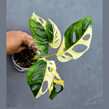 Variegated Monstera Adansonii Albo - Half-moon Rare Exact Plant - (May-17-77)