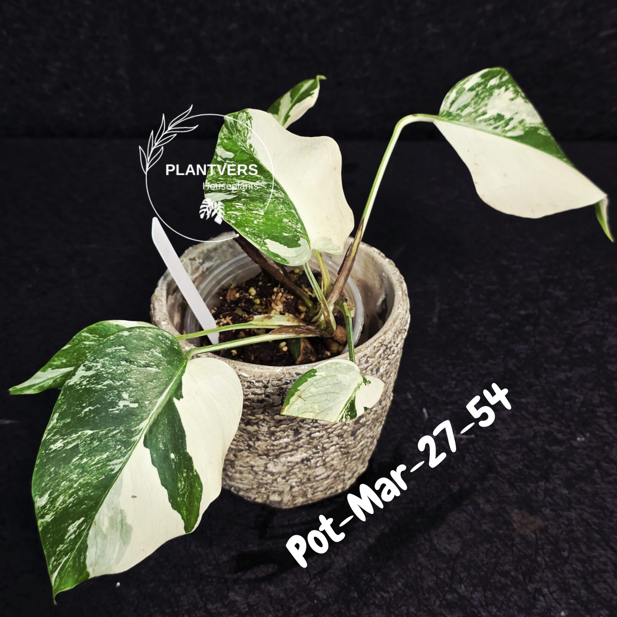 Mature Monstera Albo Variegata – Large Established White Monstera | Exact Plant Listing