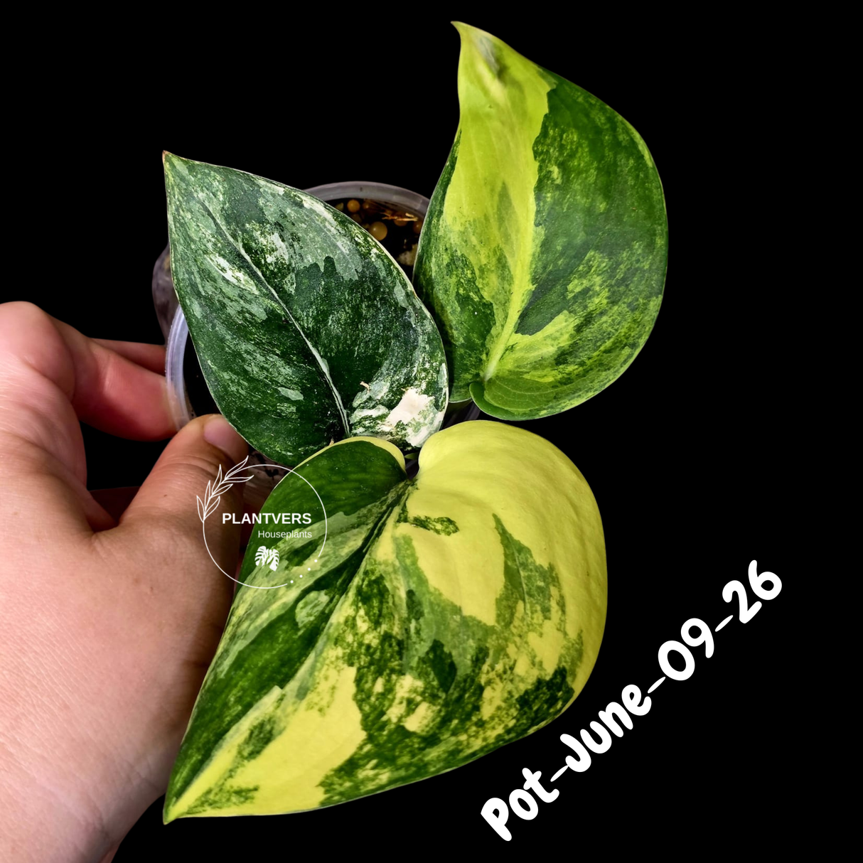 Variegated Scindapsus Jade Satin Aurea Live Plant - Collector Houseplant, Creamy White Marbling
