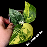 Variegated Scindapsus Jade Satin Aurea Live Plant - Collector Houseplant, Creamy White Marbling