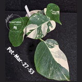 Mature Monstera Albo Variegata – Large Established White Monstera | Exact Plant Listing