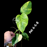 Variegated Monstera Aurea Live Plant - Rare Yellow Variegated Monstera Borsigiana - Collector Grade Houseplant - US Seller
