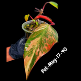 Philodendron Strawberry Shake High Variegated Live Plant - EXACT Same Plant - US Seller