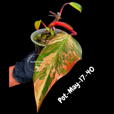 Philodendron Strawberry Shake High Variegated Live Plant - EXACT Same Plant - US Seller