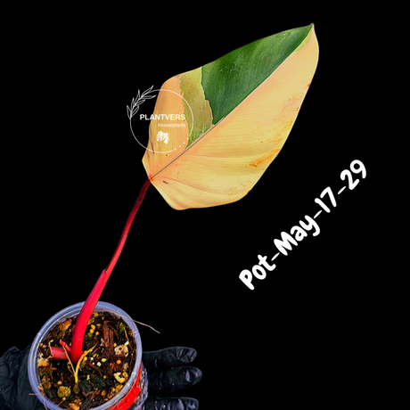 Philodendron Strawberry Shake High Variegated Live Plant - EXACT Same Plant - US Seller