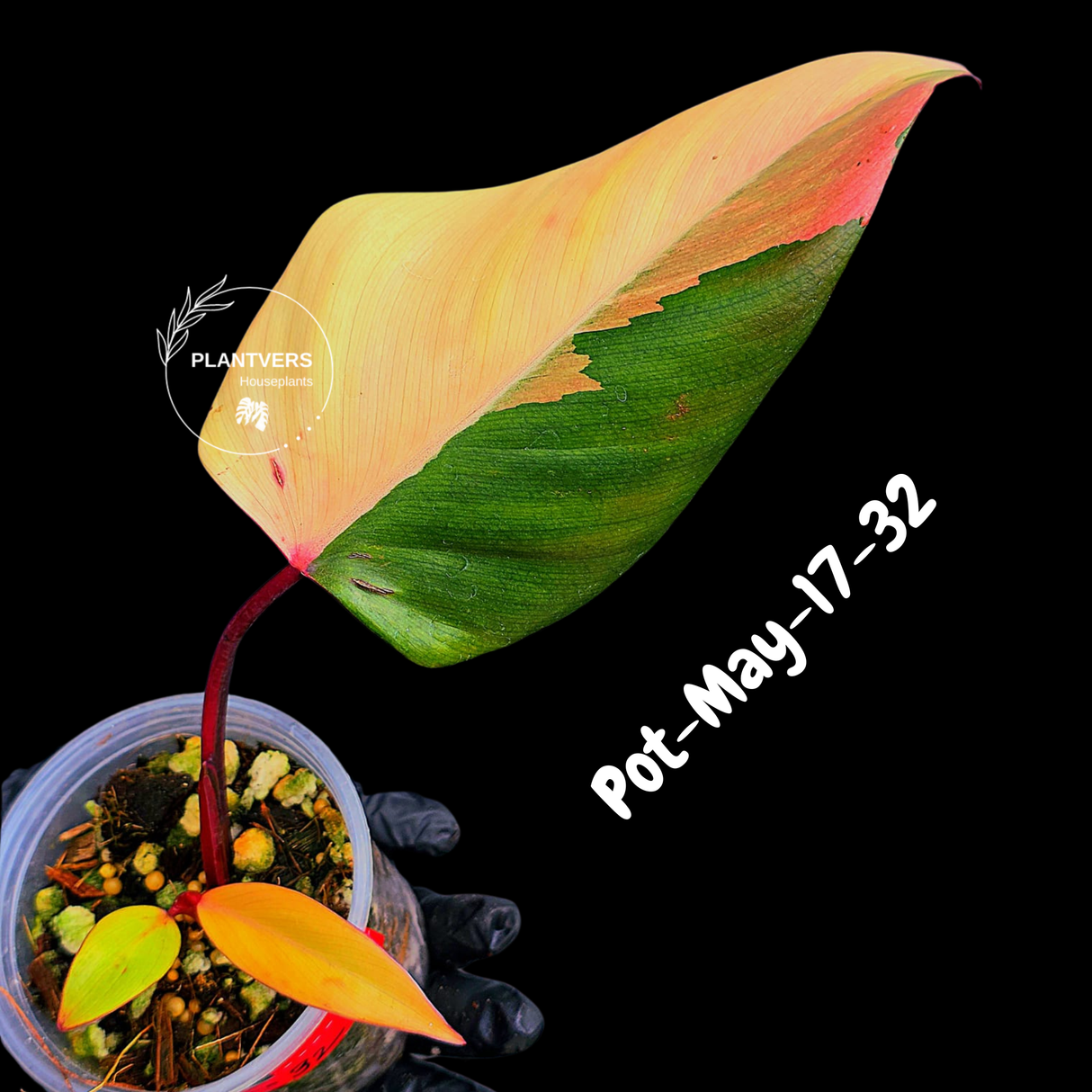 Philodendron Strawberry Shake High Variegated Live Plant - EXACT Same Plant - US Seller