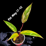 Philodendron Strawberry Shake High Variegated Live Plant - EXACT Same Plant - US Seller