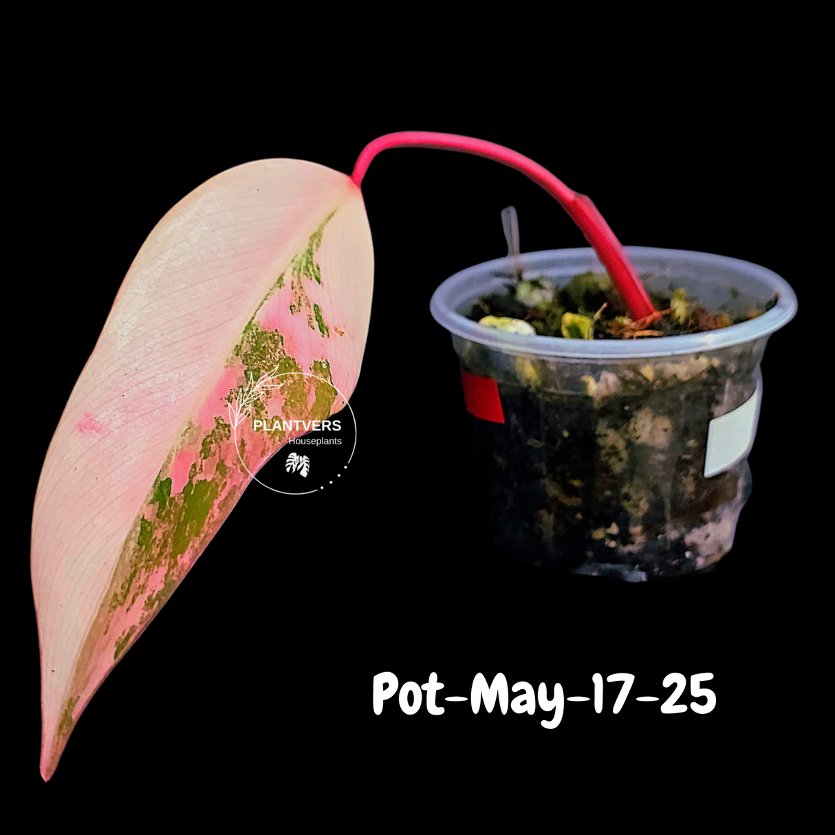 Philodendron Strawberry Shake High Variegated Live Plant - EXACT Same Plant - US Seller