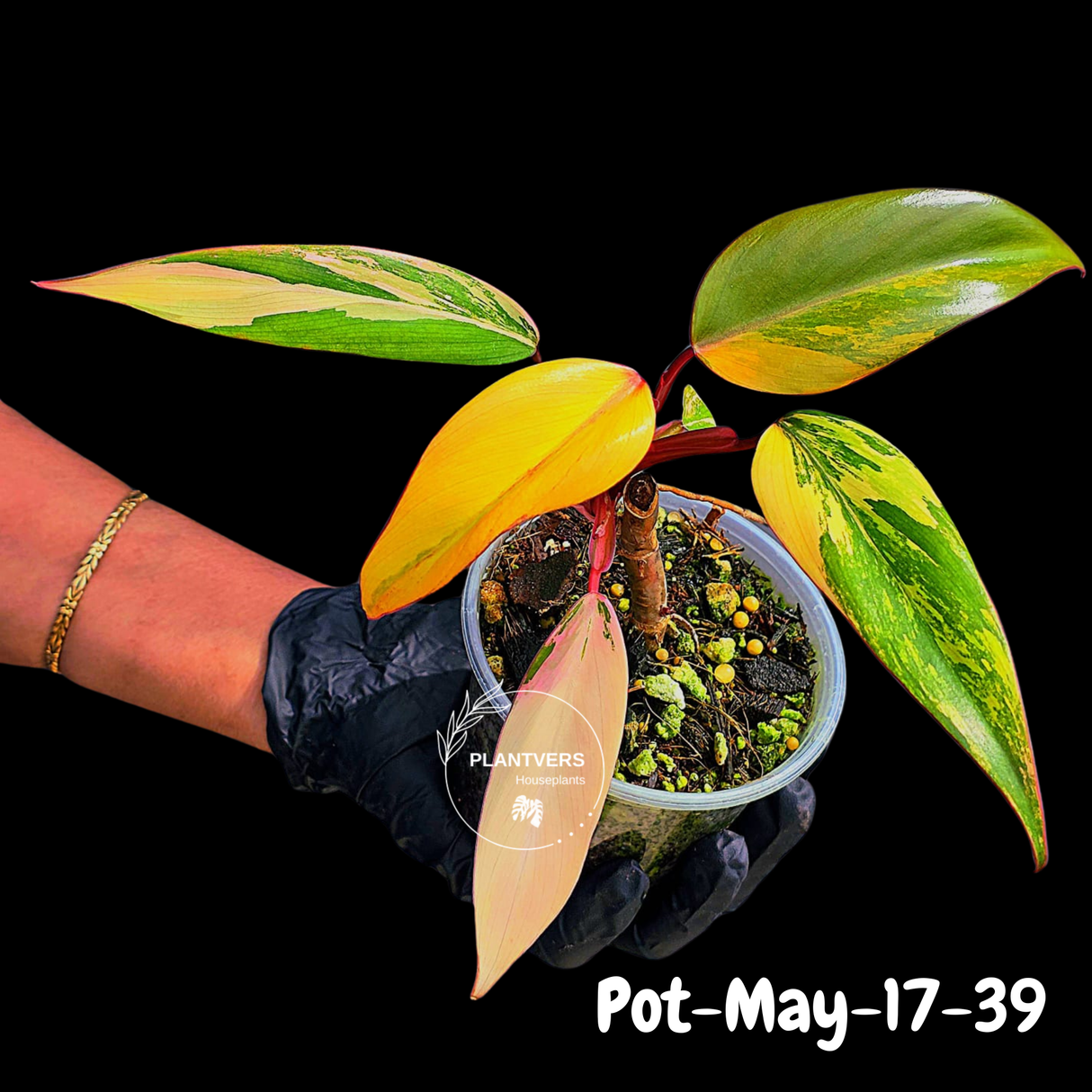 Philodendron Strawberry Shake High Variegated Live Plant - EXACT Same Plant - US Seller