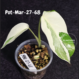 Mature Monstera Albo Variegata – Large Established White Monstera | Exact Plant Listing